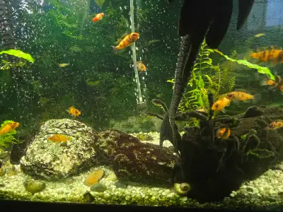 Baby African Cichlids for sale, View more