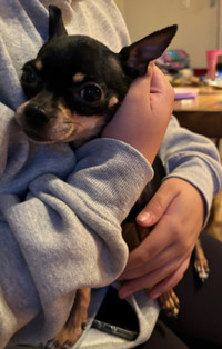 Chihuahua femelle/ SUR DEMANDE 