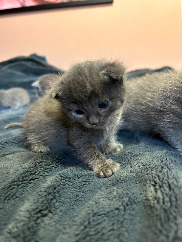PB Russian Blue Kittens in Cats & Kittens for Rehoming in Burnaby/New Westminster - Image 2