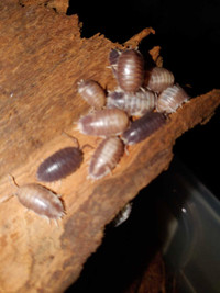 Isopods Galore.....pets or food.