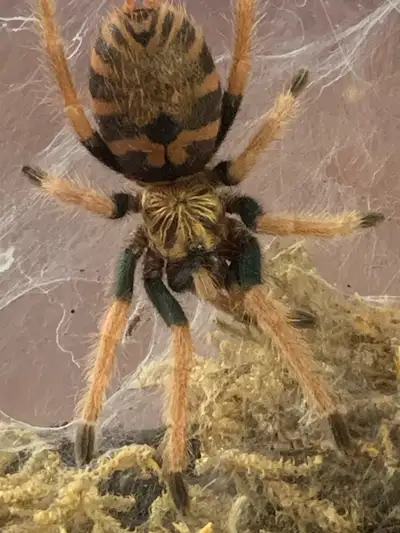 Chromatopelma Cyaneopubescens Currently in 16 oz bioactive deli With dwarf white isopods & springtai...
