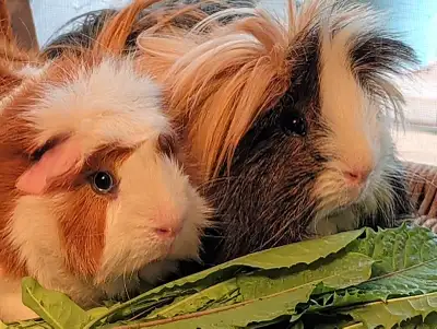 à donner (free) 2 Cochons d'Inde (Guinea Pigs), View more