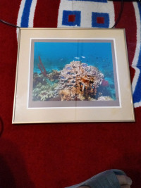 UNDERWATER CORAL REEF FRAMED DECO PHOTO  PICTURE 17.5X19.5"