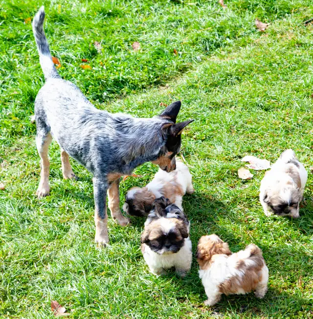 Shih tzu puppies coming HOUSE TRAINED; purebred; CKC reg'd in Dogs & Puppies for Rehoming in City of Toronto - Image 4