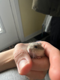 Bébé hamster