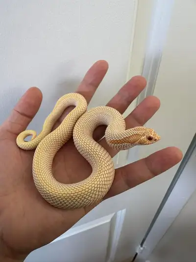 Albino superconda hognose snake, View more