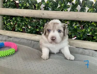 If NOW is the right time to add a new puppy to your family! YOU ARE IN LUCK!!! New litter of 8 Austr...