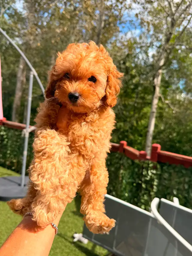 Toy poodle puppies in Dogs & Puppies for Rehoming in City of Toronto - Image 3
