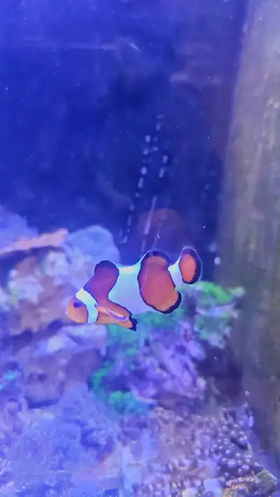 clown fish, View more