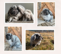 Holland Lops for Sale