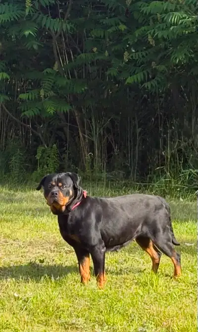 CKC adult female Rottweiler, View more