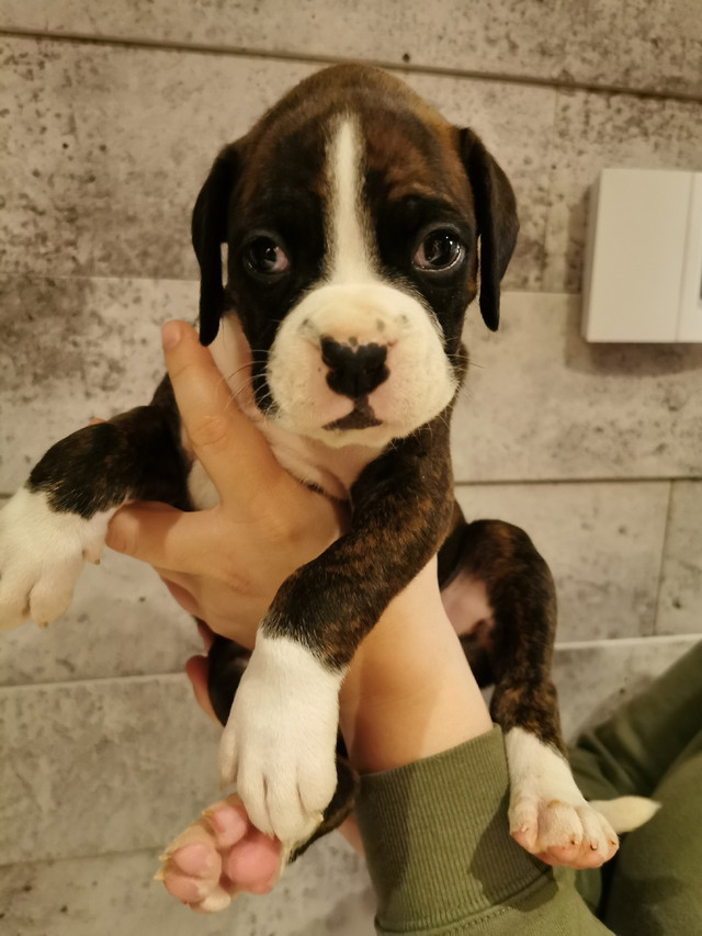Chiots boxer Chiens et chiots à adopter Longueuil/Rive Sud Kijiji