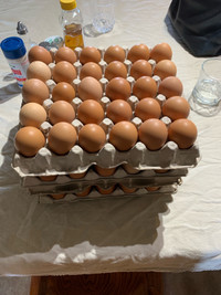 Free range organic eggs