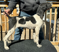 German shorthaired pointer started pups