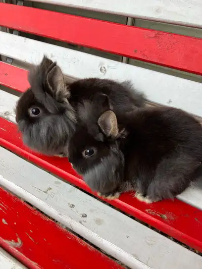 Two adorable male baby bunny rabbits, View more