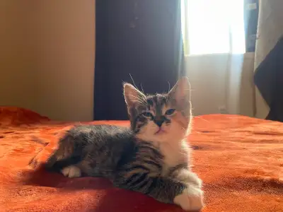 Kitten female 12 weeks old, View more