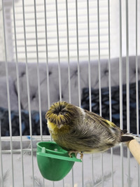 Male Canary  