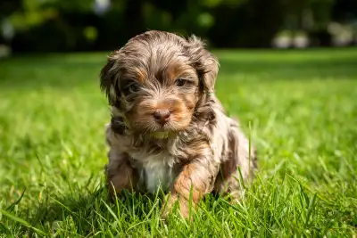 Bella × Wrangler Aussiedoodle Puppies We are now scheduling visits for Bella's Aussiedoodle pups. At...