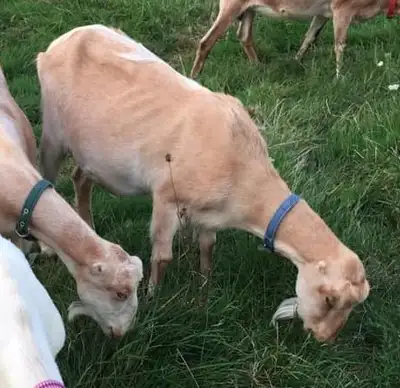 Milking Purebred Lamancha Goat