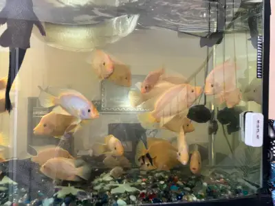  cichlids for 15$, View more