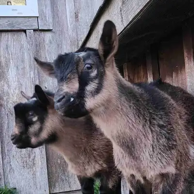 Nigerian dwarf wethers, View more