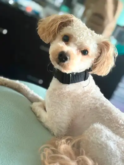 Loving Toy Poodle Mix Puppy – Rehoming with Supplies, View more