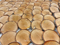 Birch wood slices 