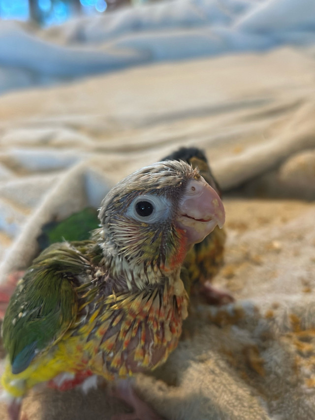 pineapple and yellow sided baby conure in Birds for Rehoming in Brantford