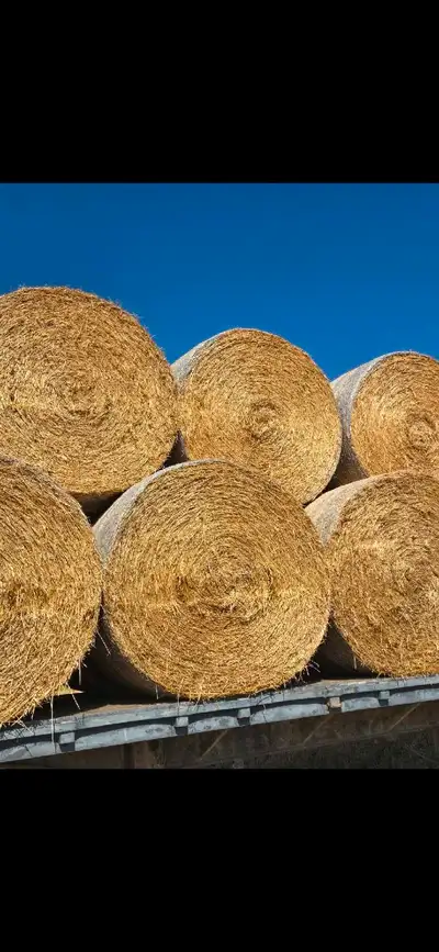 Wheat straw, View more
