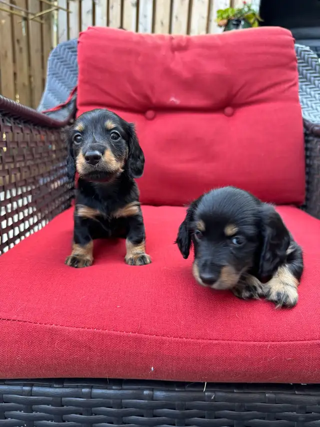 Pure Bred Miniature Dacshund Puppies in Dogs & Puppies for Rehoming in Mississauga / Peel Region - Image 6