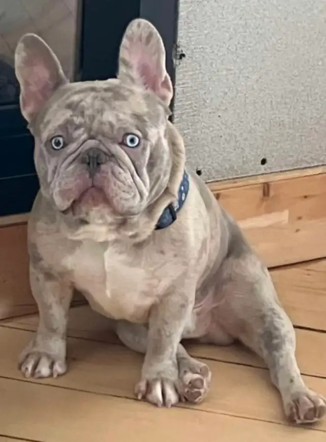 Bulldog francais french bouledogue in Dogs & Puppies for Rehoming in Lanaudière - Image 8