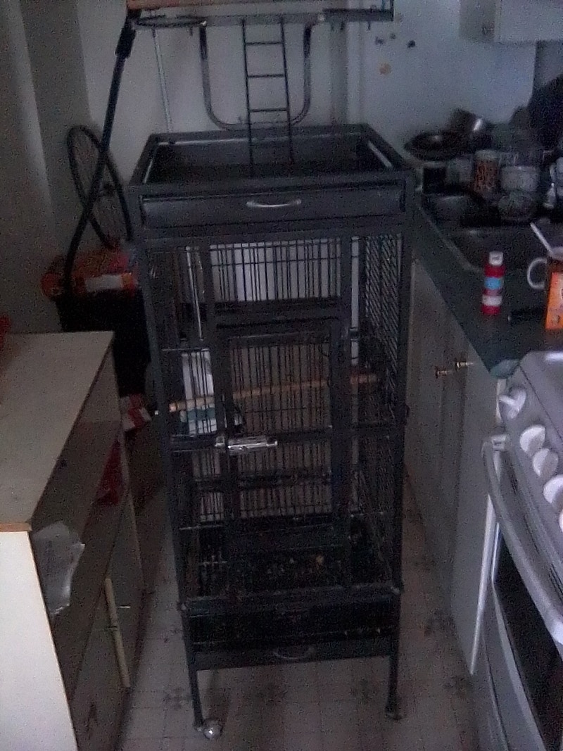 18×18 cocktail cage Birds for Rehoming Prince Kijiji