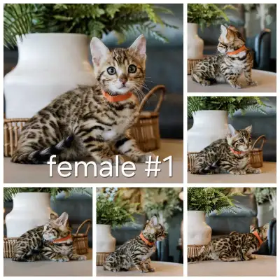 Bengal kitten, View more