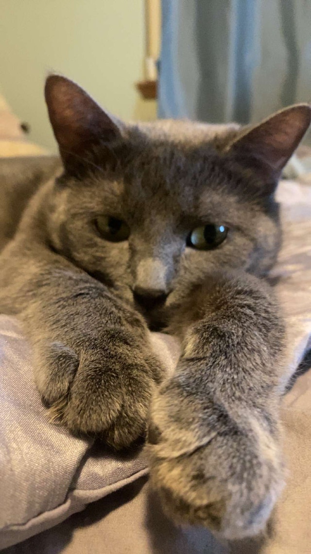 Free Cat for adoption Cats & Kittens for Rehoming City of Halifax