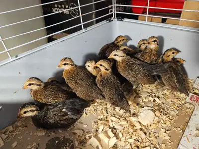 Mixed Bantam Chicks For Sale, View more
