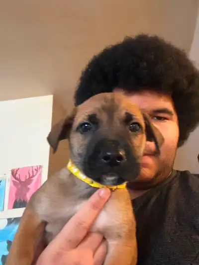 Beautiful, energetic shepherd and bull mastiff mix puppies. Asking $500 each puppy. Please contact f...