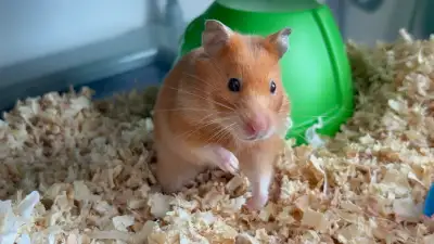 hamster, famale ( 1 year old), View more