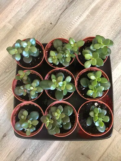 JADE PLANT, View more