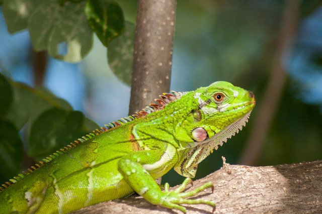 IGUANAS ON SPECIAL in Reptiles & Amphibians for Rehoming in North Bay - Image 3