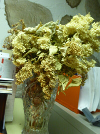Bouquets de fleurs naturelles séchées Groupe VIII