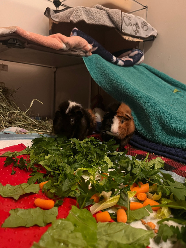 Guinea pigs to rehome in Small Animals for Rehoming in City of Halifax - Image 2