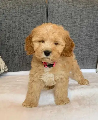 Female Cockapoo Puppies, View more