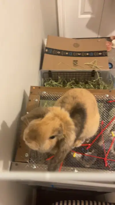 Very sweet Holland Lop bunny, View more