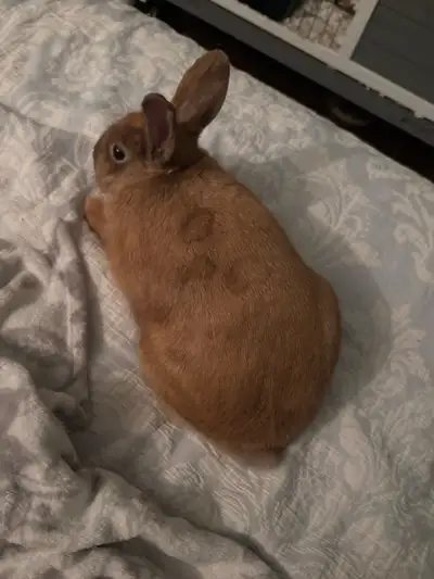  Beautiful adult female rabbit need gone , View more