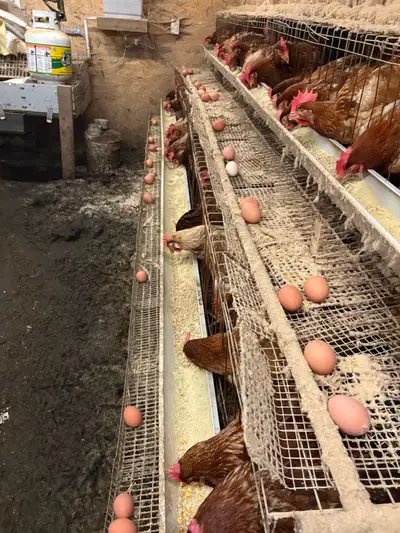 I’m not using them anymore! I’m interested in any kind of trade ! Chickens , goats , ducks, rabbits...