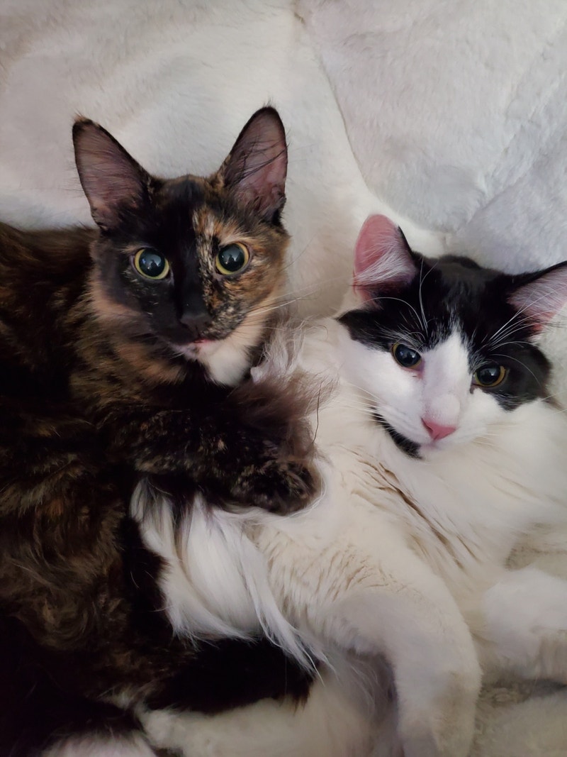 Rehoming 2 cats Cats & Kittens for Rehoming St. John's Kijiji