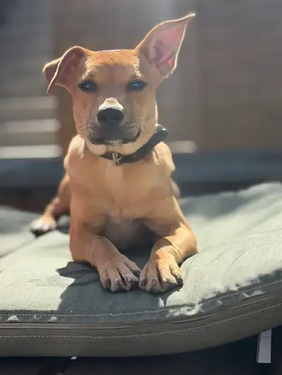 Rescue Puppy Looking for Forever Home , View more