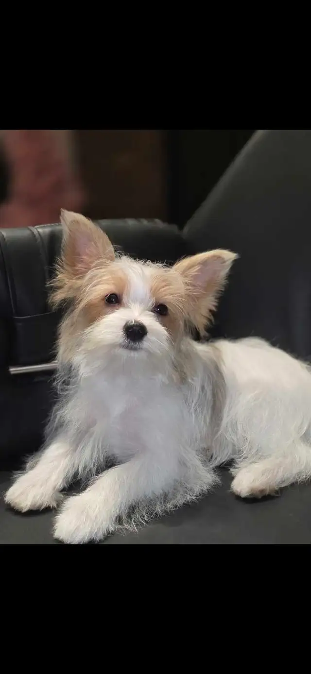  Pure Breed Yorkie  boy in Cats & Kittens for Rehoming in Edmonton - Image 8