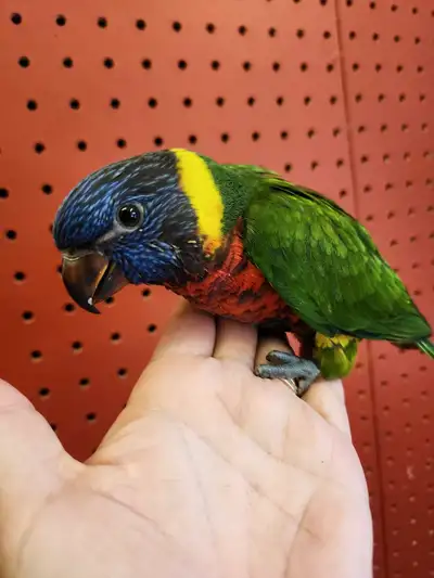 Rainbow lorikeet Hand raised at Tyrannosaurus pets , View more