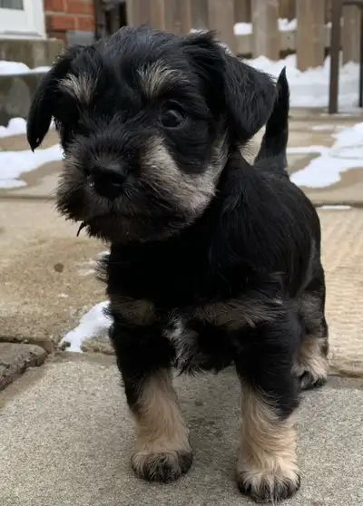 mini schnauzer puppies, View more